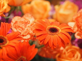 orange Gerbera , Barberton daisy flower on bush blurred of rose carnation background