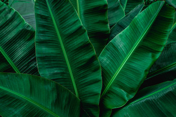 Obraz premium tropical banana leaf texture in garden, abstract green leaf, large palm foliage nature dark green background
