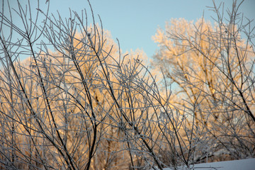 Fototapeta na wymiar sun through tree branches in winter. trees in the other and snow. 