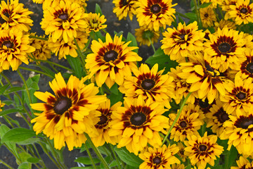 Close up of Rudbeckia 'Giggling Smiley' in a flower border