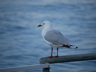 seagull relaxing on handrail