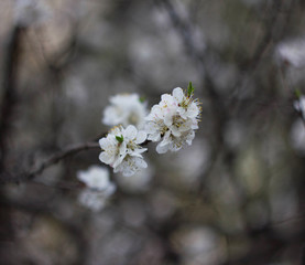 apricot flowers on a cloudy day