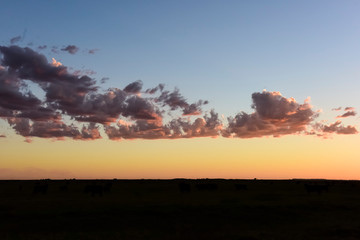 Cows grazing in the field, in the Pampas plain, Argentina