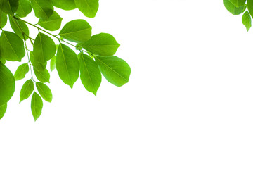 Fototapeta na wymiar green leaves isolated on white background , fresh green leaves