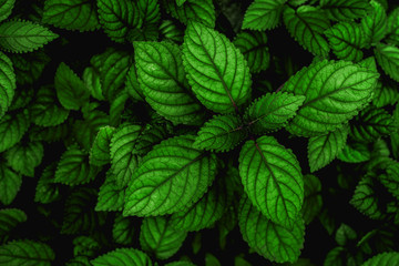 closeup nature view of green leaf in garden, dark tone nature background, tropical leaf