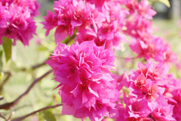 pink flowers in garden
