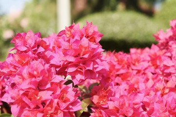 Fototapeta premium pink flowers in the garden
