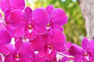 Fototapeta na wymiar pink orchid on green background