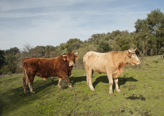 Fototapeta na wymiar Bull cows and calves have a placid existence in the meadows of Andalucia among holm oak trees and cork oaks