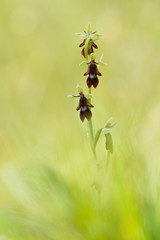 Fliegen Ragwurz Ophrys insectifera