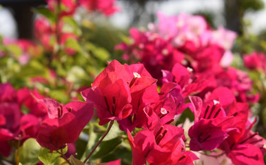 flowers in the garden
