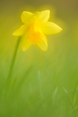 Gelbe Narzisse Narcissus pseudonarcissus