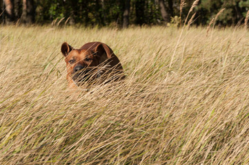 A dog running through a field of grass, in the background a forest of trees. Breed: Rhodesian ridgeback.
