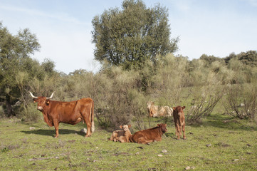 Bull cows and calves have a placid existence in the meadows of Andalucia among holm oak trees and...