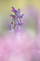 Hohler Lerchensporn Corydalis cava