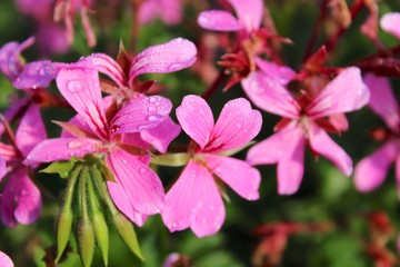 pink flower in the garden