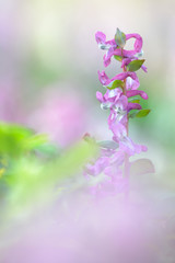 Hohler Lerchensporn Corydalis cava