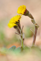 Huflattich Tussilago farfara