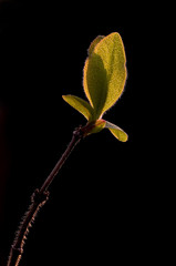 Knospe im Gegenlicht