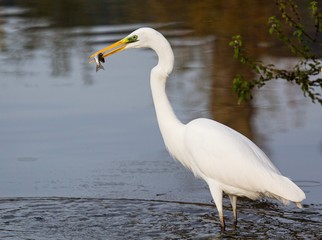 great blue heron in water