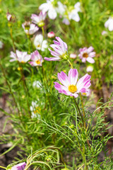 The meadow has many beautiful flowers in nature.