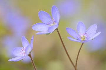 Leberbluemchen Anemone hepatica