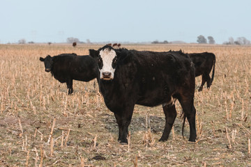 Steers grazing on the Pampas plain, Argentina