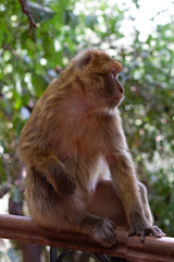 Moroccon Ape
