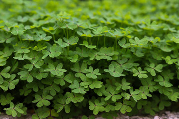 Obraz premium background of green leaves