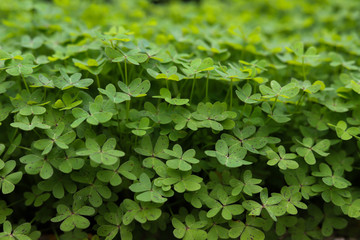 background of green leaves