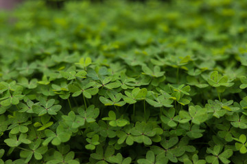 background of green leaves