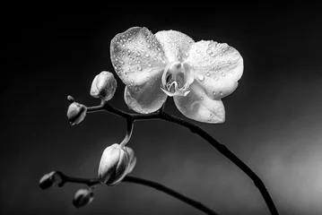 Foto op Aluminium Witte orchideebloemen met knoppen. Zwart-witfotografie © Nataliya Schmidt