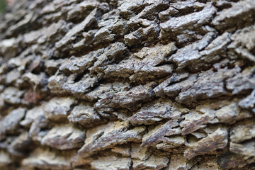 bark of a tree