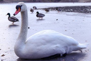 Side of beautiful white swan sitting on frozen lake