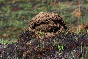 mushrooms growing in the garden