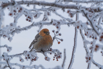 bird on a branch with frozen berries.