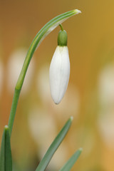 Schneeglöckchen Galanthus nivalis