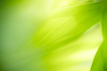 Nature of green leaf in garden at summer. Natural green leaves plants using as spring background cover page greenery environment ecology wallpaper