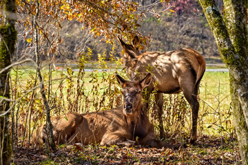 Pair of Elk resting in the Shade