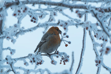 bird on a branch with frozen berries