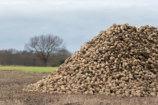 Sugar Beet Pile. Organic Crop Harvest From Norfolk UK