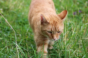 ginger cat on the grass