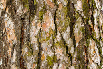 texture of pine tree bark close up