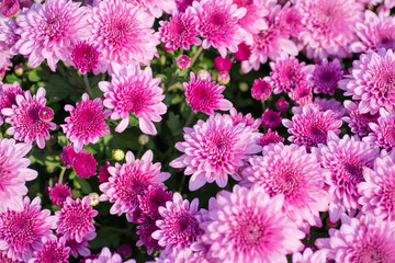 Obraz premium Blossom pinkish purple Chrysanthemum (Hardy Mums) flower in the garden with green leaf of summer sunshine.