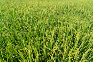 Agricultural countryside of rice farming with young seed rice plants are growing in field outdoor.