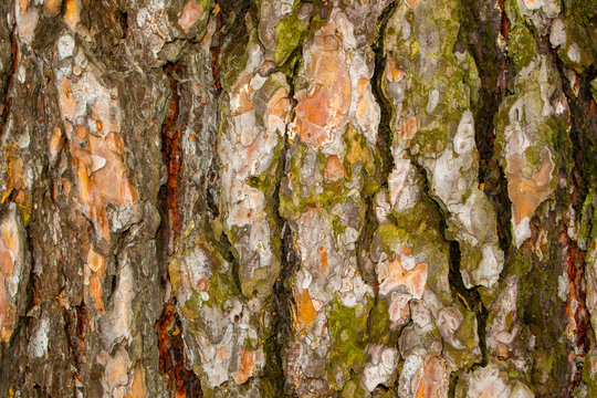texture of pine tree bark close up