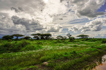 Landschaftsbilder aus dem Nationalpark Tsavo Ost Tsavo West und Amboseli