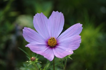 Obraz premium purple flower in the garden