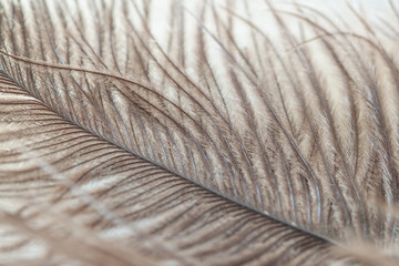 Bird fluffy ostrich long feather 