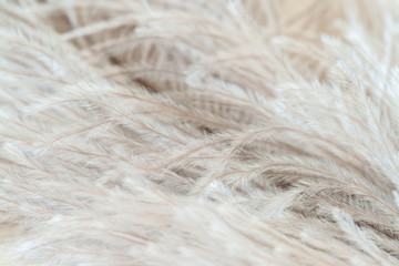 Fluffy ostrich birdy romentic feather with light abstract hair